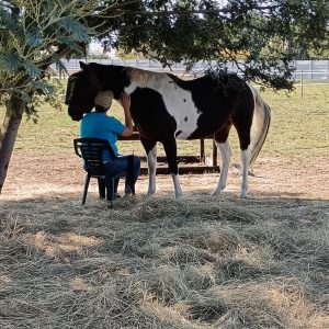 Equine Assisted Healing (Single Session)