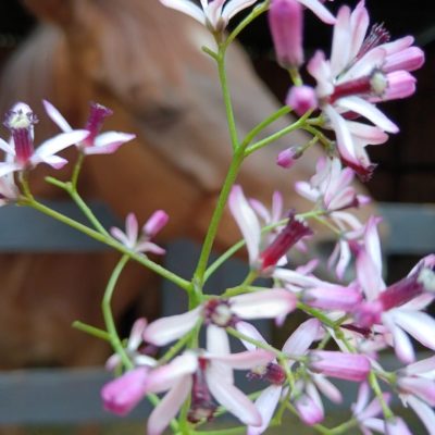 Horse Healing Science